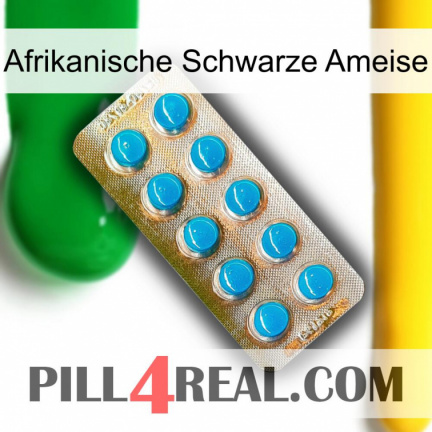African Black Ant new09